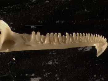 Media type: image;   Herpetology R-131846